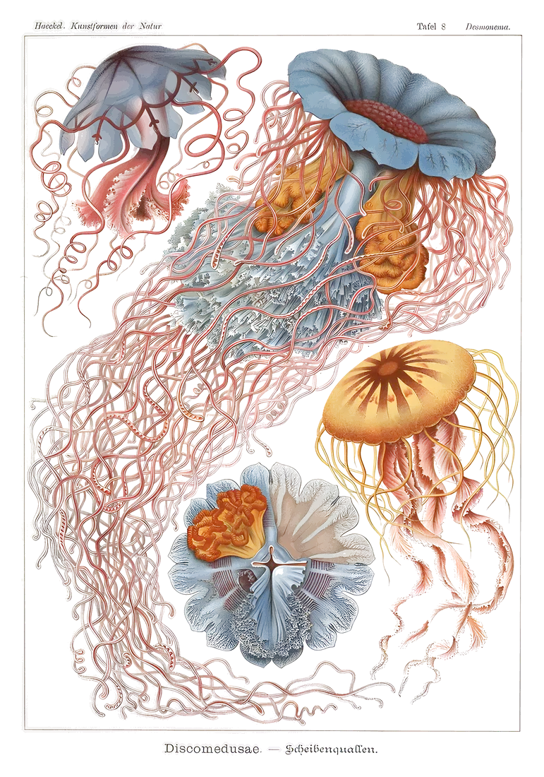 Discomedusae, Ernst Haeckel, 1904