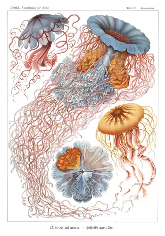 Discomedusae, Ernst Haeckel, 1904