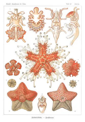 Asteridea, Ernst Haeckel, 1904