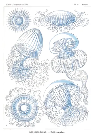Leptomedusae, Ernst Haeckel, 1904