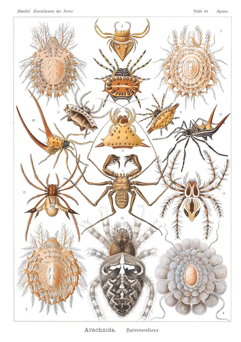 Arachnida, Ernst Haeckel, 1904