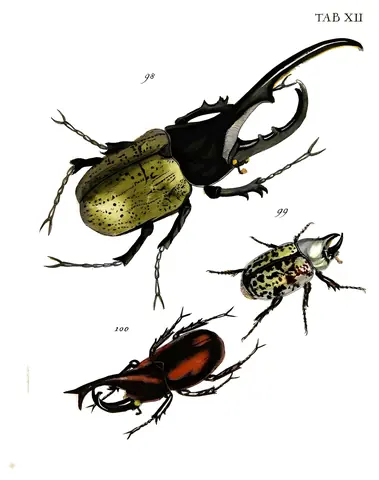Escarabajos rinoceronte, Johann Euseb Voet, 1793-1798