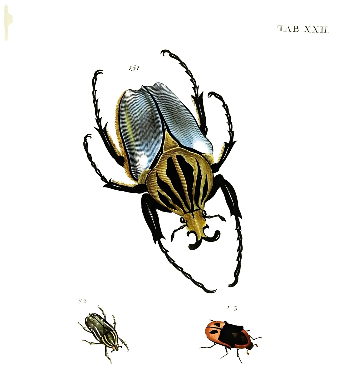 Goliathus, Johann Euseb Voet, 1793-1798