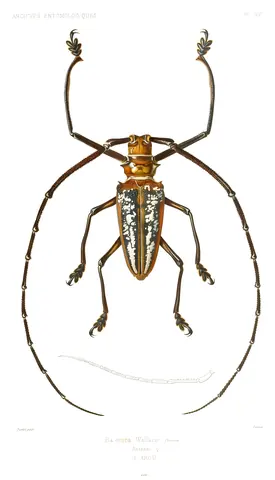 Cerambícido, s. XIX