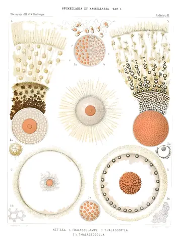 Radiolarios, Ernst Haeckel, 1862