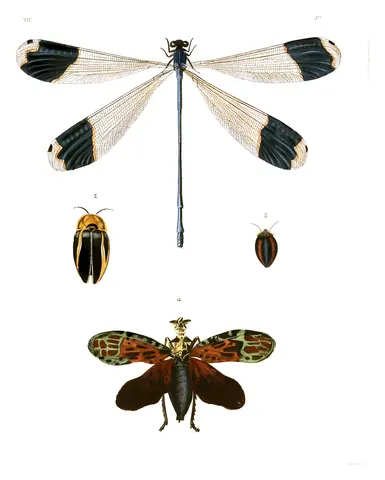 Libélula y luciérnagas, Dru Drury, 1837