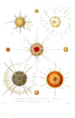 Radiolarios, Ernst Haeckel, 1862