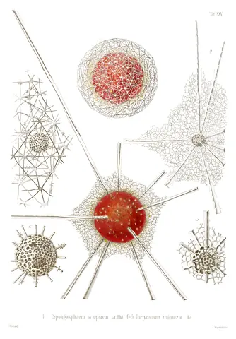 Radiolarios, Ernst Haeckel, 1862