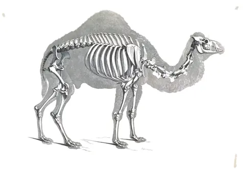 Lámina de Die vergleichende Osteologie, Edouard Joseph d’Alton, 1821-1838
