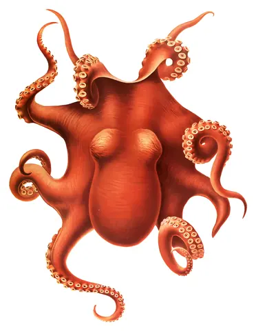 Pulpo, Ewald Rübsamen, 1910