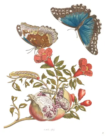 Lámina de Metamorphosis Insectorum Surinamensium, Maria Sibylla Merian, 1705