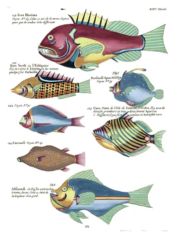 Peces de Renard, lámina XXV, Louis Renard, 1754