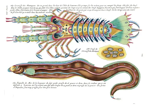 Peces de Renard, lámina XLV, Louis Renard, 1754