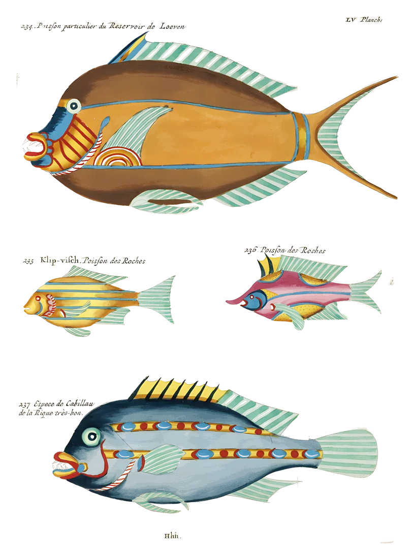 Peces de Renard, lámina LV, Louis Renard, 1754