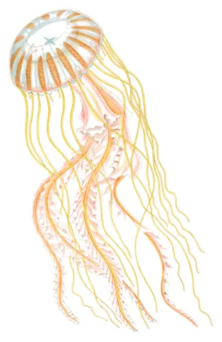 Medusas del mundo, lámina 64, A. G. Mayer, 1910