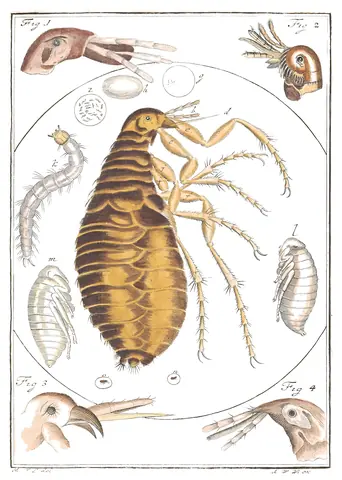 Pulga, Martin Frobenius Ledermüller, 1764-8