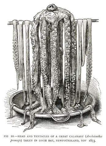 Cabeza y tentáculos de un calamar gigante, Henry Lee, 1883