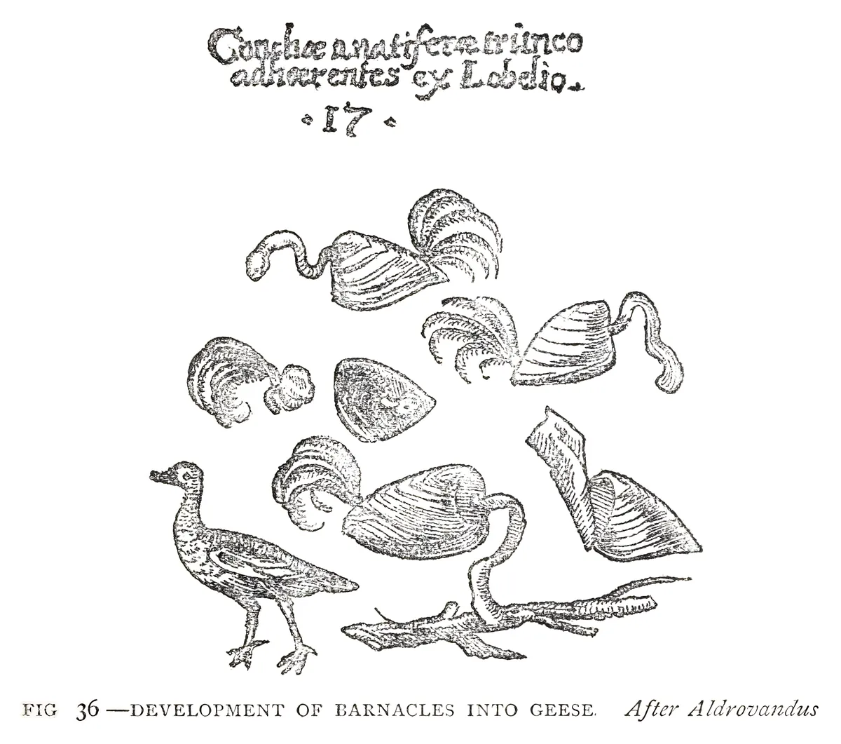 Percebes que se convierten en gansos, según Aldrovandi, Aldrovandus, 1883