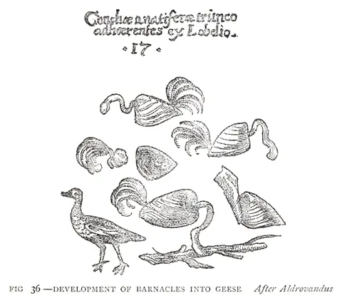 Percebes que se convierten en gansos, según Aldrovandi, Aldrovandus, 1883