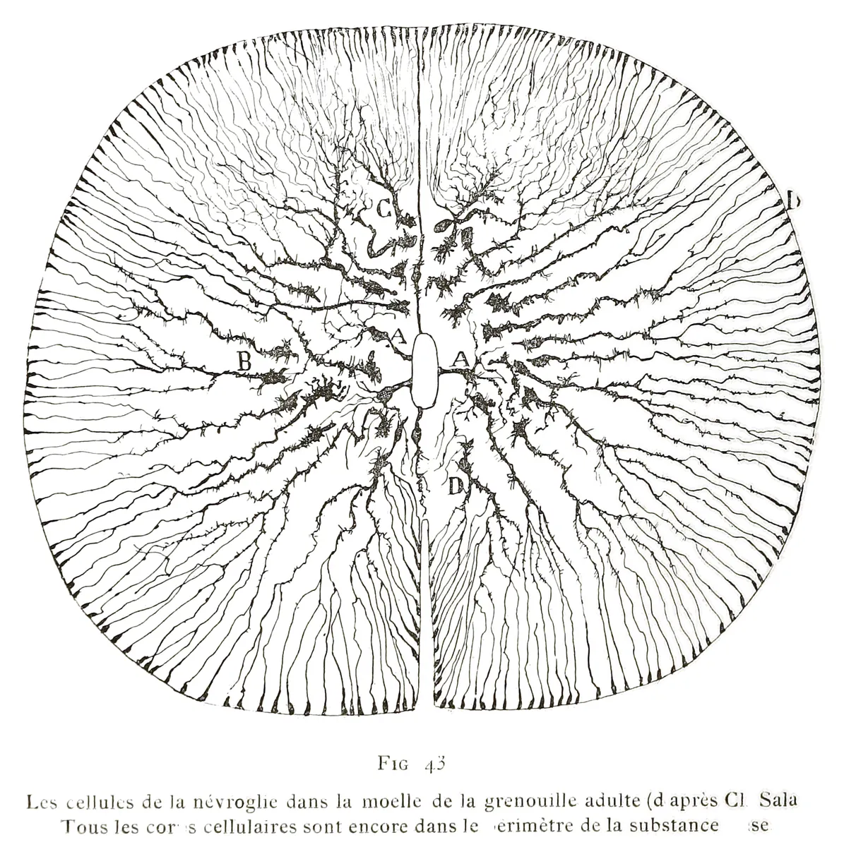 Neuroglia en la médula de una rana, Santiago Ramon y Cajal, 1894
