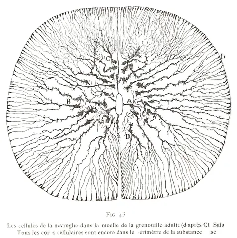 Neuroglia en la médula de una rana, Santiago Ramon y Cajal, 1894