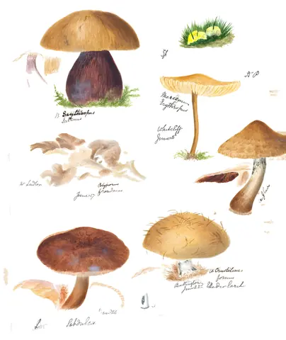Setas de Shropshire, M. F. Lewis, 1860-1902
