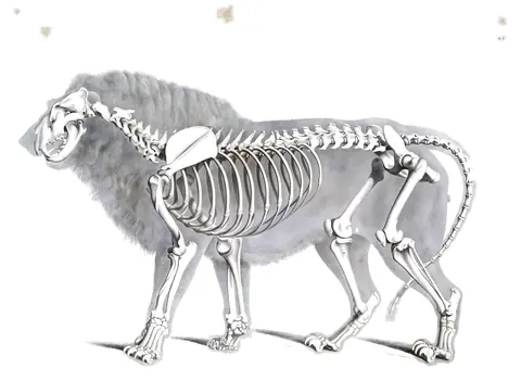 Lámina de Die vergleichende Osteologie, Edouard Joseph d’Alton, 1821-38