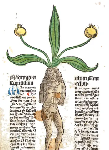 Mandrágora, mir selbst betracht die wu[n]dersam werck des schepfers der natuer...*, 9412223, 1485
