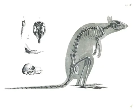 Lámina de Die vergleichende Osteologie, Edouard Joseph d’Alton, 1821-38