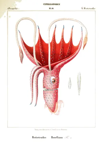 Histioteuthis bonelliana, Jean Baptiste Vérany, 1851
