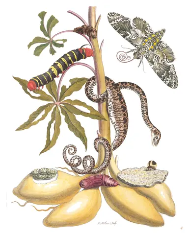 Lámina de Metamorphosis Insectorum Surinamensium, Maria Sibylla Merian, 1705
