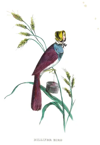 Pájaro sombrerero, Henry L. Stephens, 1851