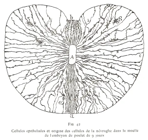 Células epiteliales y origen de la neuroglia, Santiago Ramon y Cajal, 1894