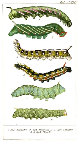 Lámina de Chronologischer Raupenkalender, oder, Naturgeschichte der europäischen Raupen, 1837