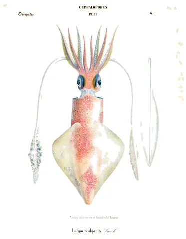 Loligo Vulgaris, Jean Baptiste Vérany, 1851