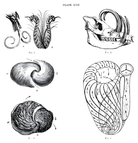 Espirales en plumas, dientes y músculos, James Bell Pettigrew, 1908