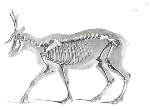 Lámina de Die vergleichende Osteologie, Edouard Joseph d’Alton, 1821-38