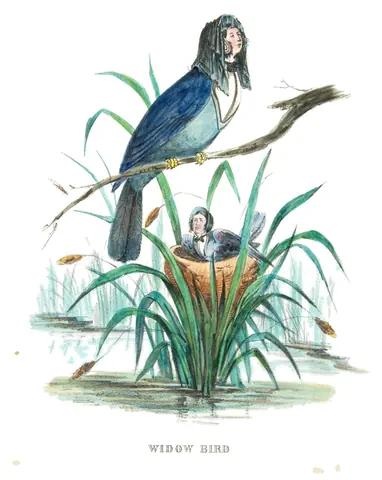 Pájaro viuda, Henry L. Stephens, 1851