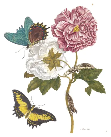 Lámina de Metamorphosis Insectorum Surinamensium, Maria Sibylla Merian, 1705