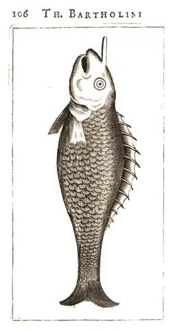 Criatura parecida a un narval, 1678