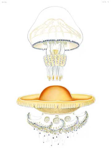 Medusas del mundo, lámina 73, A. G. Mayer, 1910