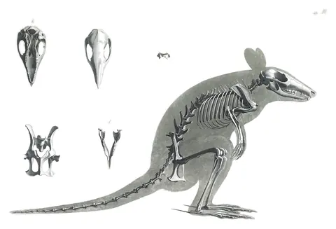 Lámina de Die vergleichende Osteologie, Edouard Joseph d’Alton, 1821-1838