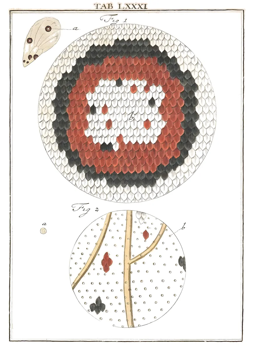Ocelo de ala de mariposa, Martin Frobenius Ledermüller, 1764-8