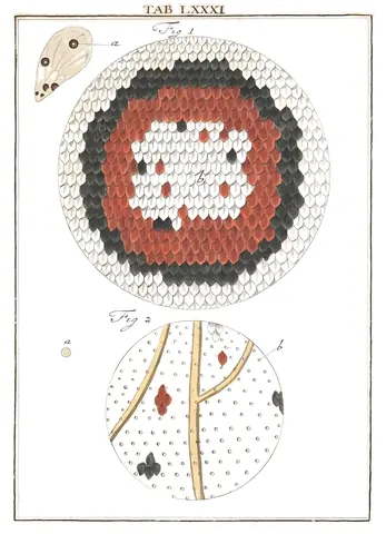 Ocelo de ala de mariposa, Martin Frobenius Ledermüller, 1764-8