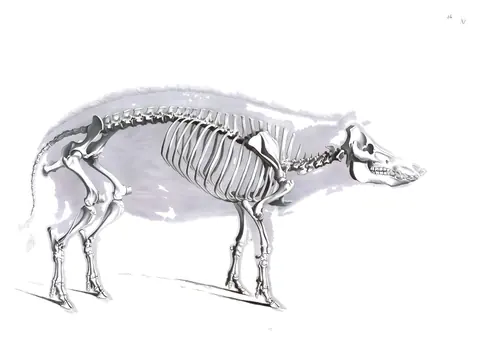 Lámina de Die vergleichende Osteologie, Edouard Joseph d’Alton, 1821-38