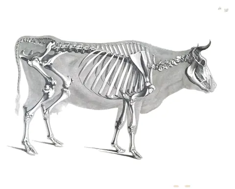Lámina de Die vergleichende Osteologie, Edouard Joseph d’Alton, 1821-38