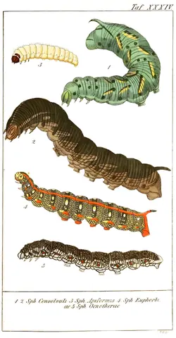 Lámina de Chronologischer Raupenkalender, oder, Naturgeschichte der europäischen Raupen, 1837