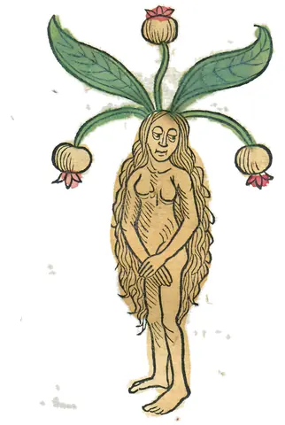 Mandrágora hembra, 1491