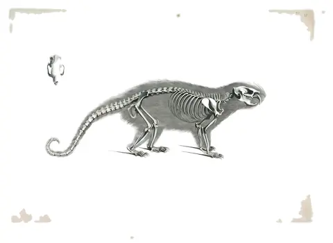 Lámina de Die vergleichende Osteologie, Edouard Joseph d’Alton, 1821-38