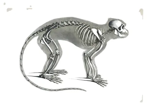 Lámina de Die vergleichende Osteologie, Edouard Joseph d’Alton, 1821-38